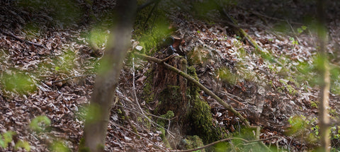 Quiet vs Durable Fabrics for Roe Deer Stalking and Boar Hunts
