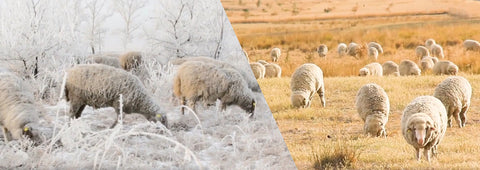 Merino vs Synthetics for Multi-Day Hunts: Hunting Base Layers